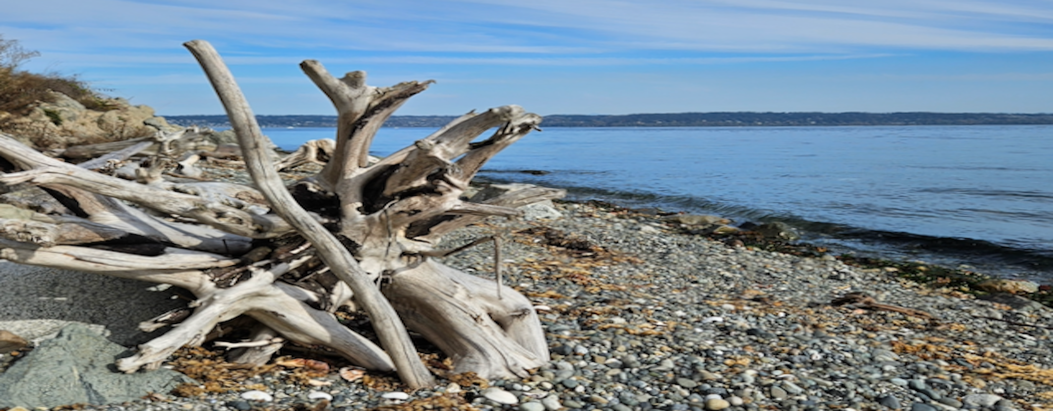 driftwood